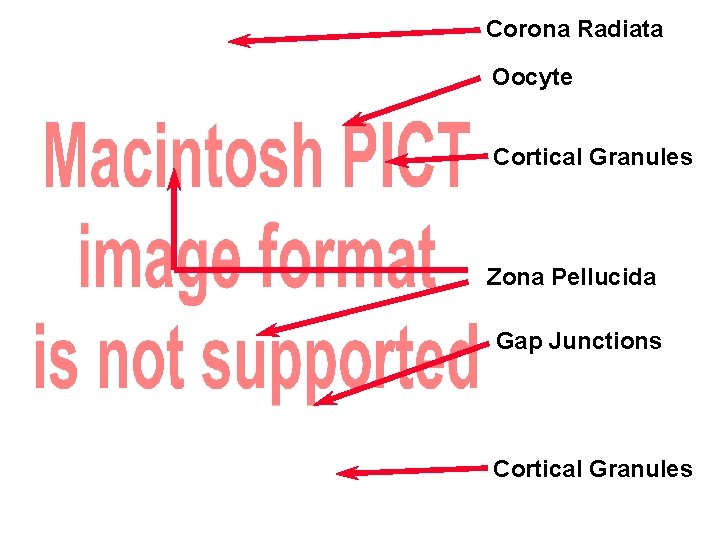 Corona Radiata Oocyte Cortical Granules Zona Pellucida Gap Junctions Cortical Granules 