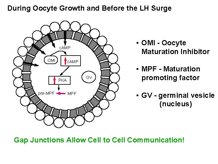 During Oocyte Growth and Before the LH Surge • OMI - Oocyte Maturation Inhibitor