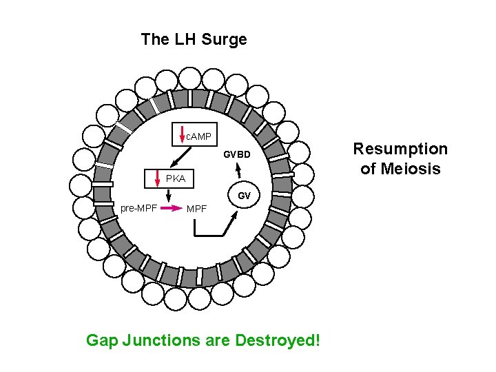 The LH Surge c. AMP GVBD PKA GV pre-MPF Gap Junctions are Destroyed! Resumption