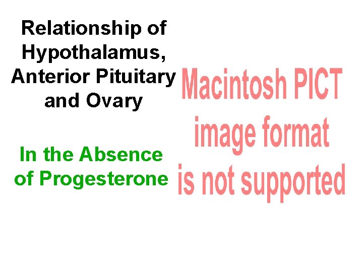 Relationship of Hypothalamus, Anterior Pituitary and Ovary In the Absence of Progesterone 