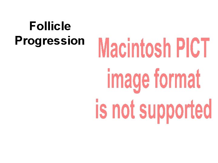 Follicle Progression 