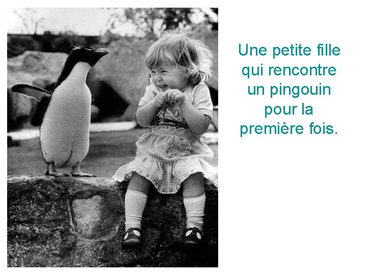 Une petite fille qui rencontre un pingouin pour la première fois. 