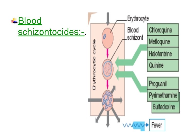 Blood schizontocides: -. 