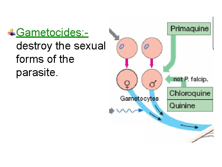 Gametocides: destroy the sexual forms of the parasite. 