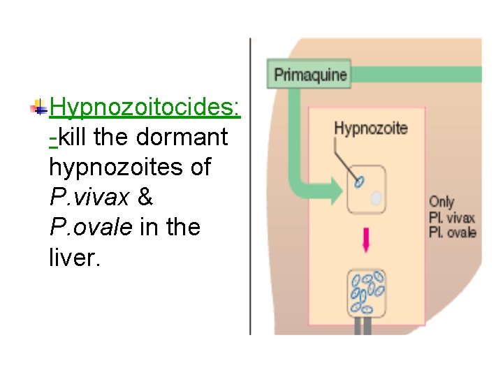 Hypnozoitocides: -kill the dormant hypnozoites of P. vivax & P. ovale in the liver.