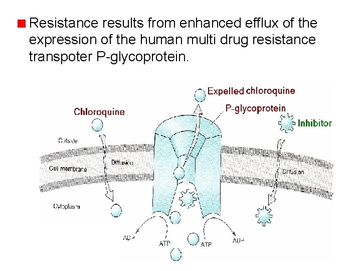 Resistance results from enhanced efflux of the expression of the human multi drug resistance