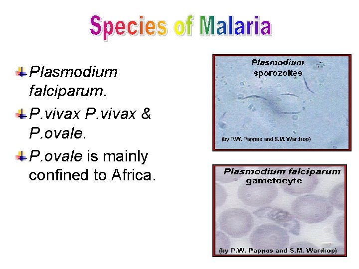 Plasmodium falciparum. P. vivax & P. ovale is mainly confined to Africa. 