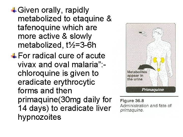 Given orally, rapidly metabolized to etaquine & tafenoquine which are more active & slowly