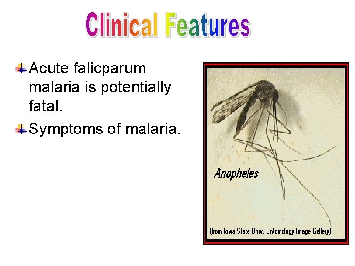 Acute falicparum malaria is potentially fatal. Symptoms of malaria. 