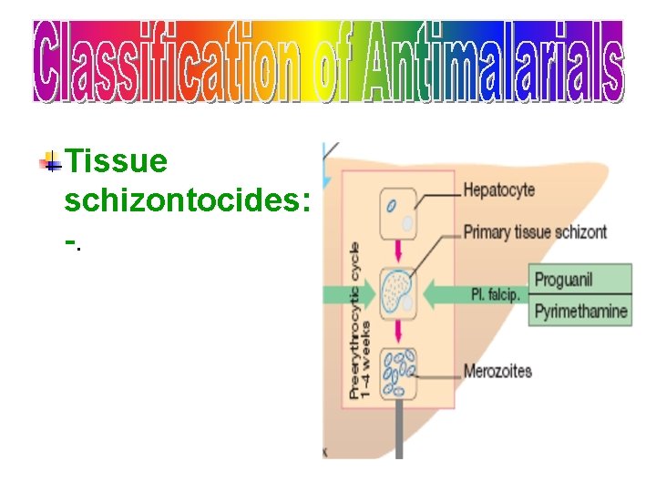 Tissue schizontocides: -. 