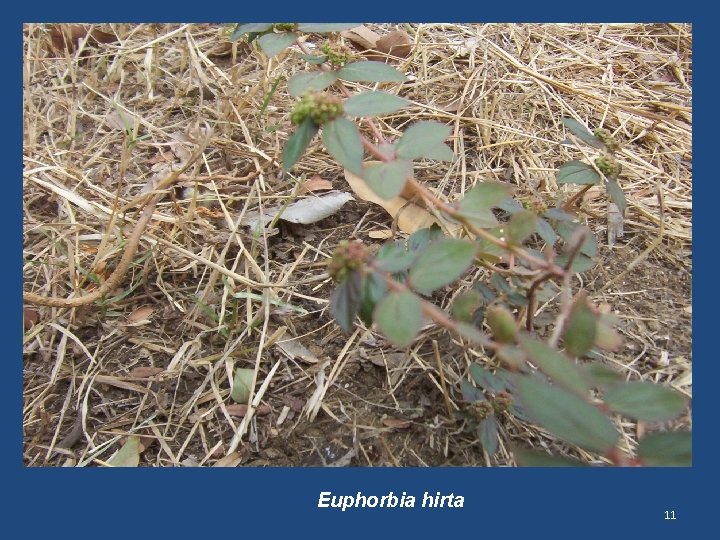 Euphorbia hirta 11 