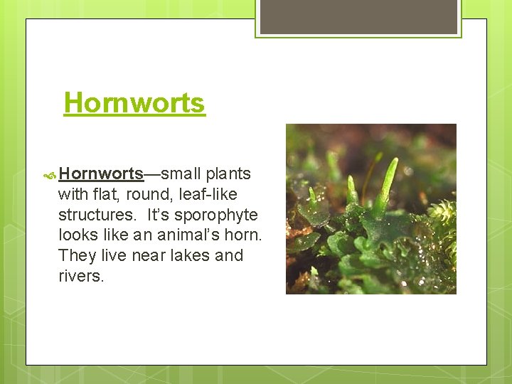 Hornworts Hornworts—small plants with flat, round, leaf-like structures. It’s sporophyte looks like an animal’s