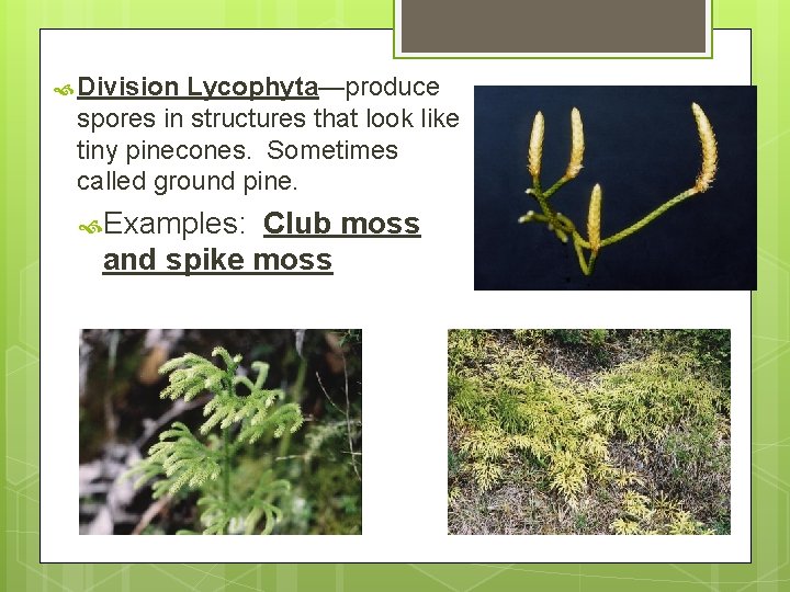  Division Lycophyta—produce spores in structures that look like tiny pinecones. Sometimes called ground