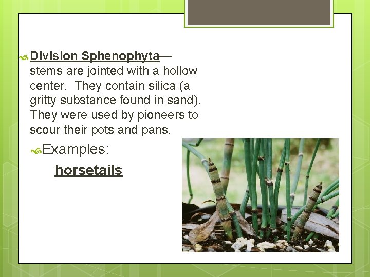  Division Sphenophyta— stems are jointed with a hollow center. They contain silica (a
