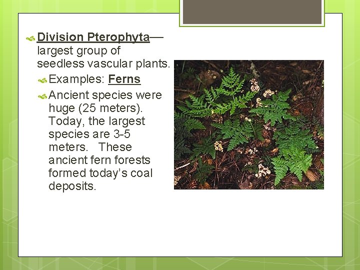 Pterophyta— largest group of seedless vascular plants. Examples: Ferns Ancient species were huge (25