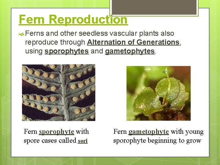 Fern Reproduction Ferns and other seedless vascular plants also reproduce through Alternation of Generations,