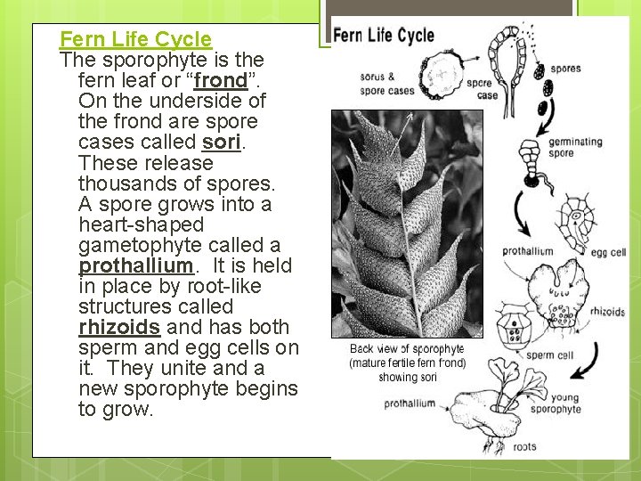 Fern Life Cycle The sporophyte is the fern leaf or “frond”. On the underside