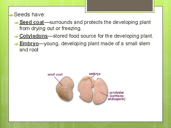  Seeds have: Seed coat—surrounds and protects the developing plant from drying out or