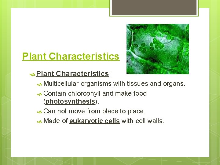 Plant Characteristics Plant Characteristics: Multicellular organisms with tissues and organs. Contain chlorophyll and make