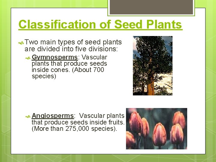 Classification of Seed Plants Two main types of seed plants are divided into five