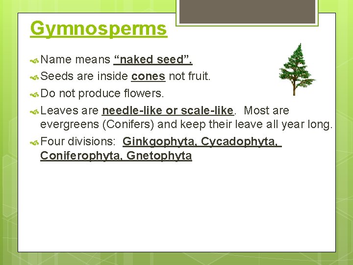 Gymnosperms Name means “naked seed”. Seeds are inside cones not fruit. Do not produce