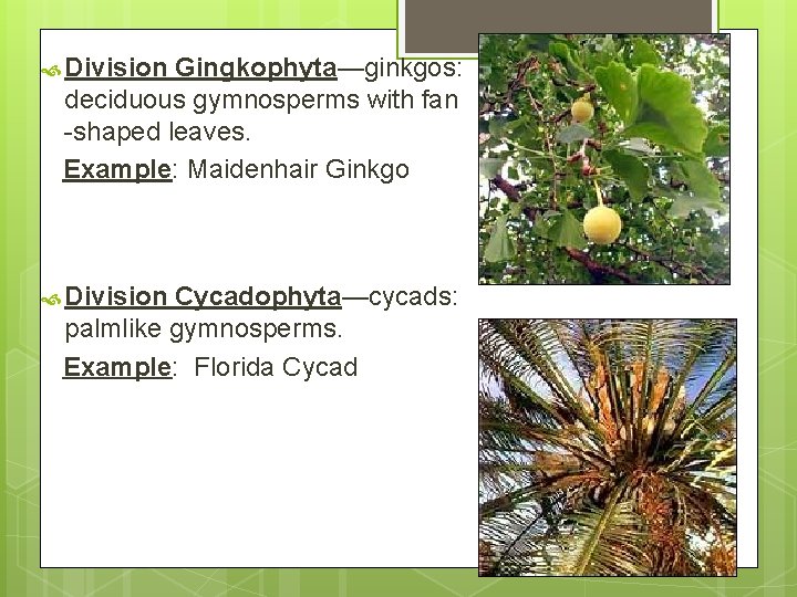  Division Gingkophyta—ginkgos: deciduous gymnosperms with fan -shaped leaves. Example: Maidenhair Ginkgo Division Cycadophyta—cycads: