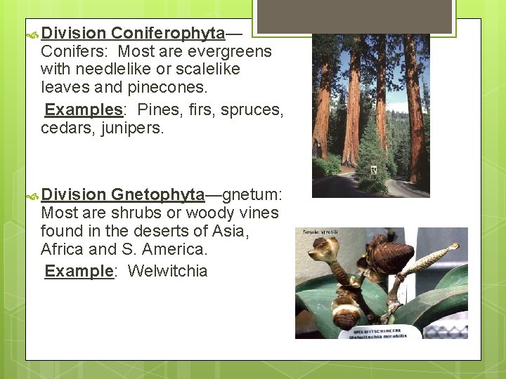  Division Coniferophyta— Conifers: Most are evergreens with needlelike or scalelike leaves and pinecones.