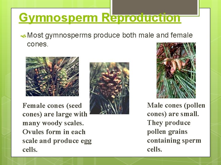 Gymnosperm Reproduction Most gymnosperms produce both male and female cones. Female cones (seed cones)