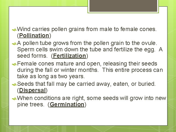  Wind carries pollen grains from male to female cones. (Pollination) A pollen tube
