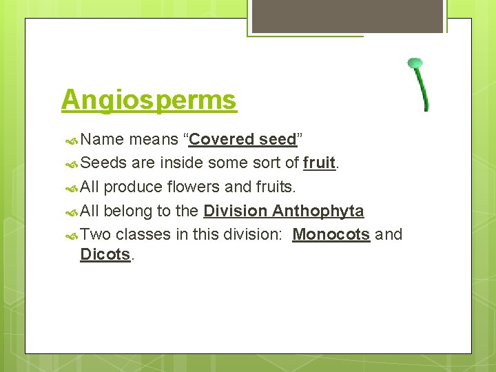 Angiosperms Name means “Covered seed” Seeds are inside some sort of fruit. All produce