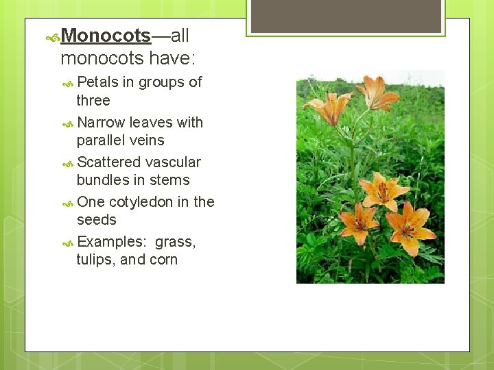  Monocots—all monocots have: Petals in groups of three Narrow leaves with parallel veins