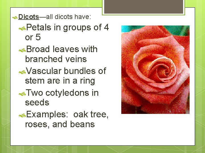  Dicots—all Petals dicots have: in groups of 4 or 5 Broad leaves with