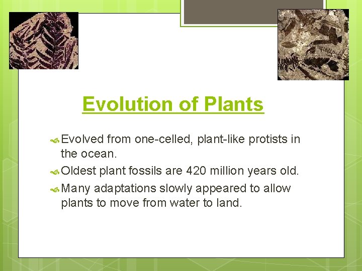 Evolution of Plants Evolved from one-celled, plant-like protists in the ocean. Oldest plant fossils