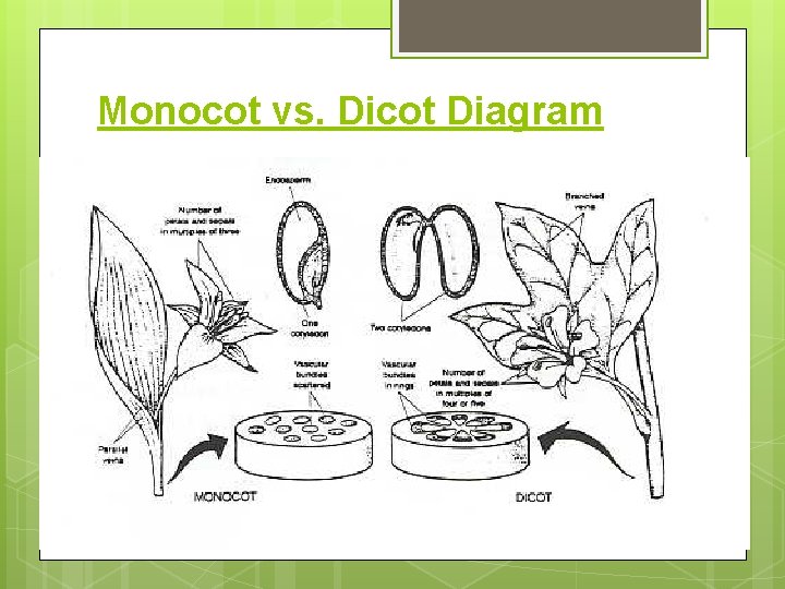 Monocot vs. Dicot Diagram 
