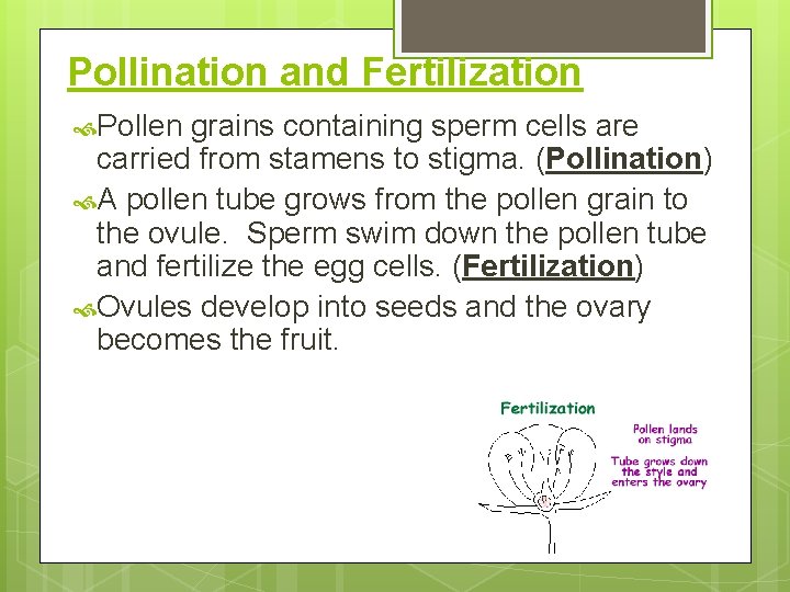 Pollination and Fertilization Pollen grains containing sperm cells are carried from stamens to stigma.