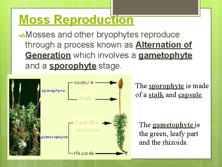 Moss Reproduction Mosses and other bryophytes reproduce through a process known as Alternation of