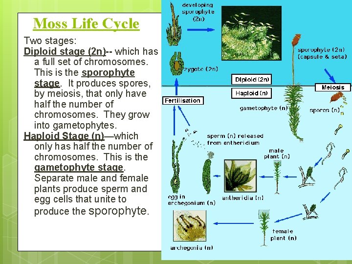 Moss Life Cycle Two stages: Diploid stage (2 n)-- which has a full set