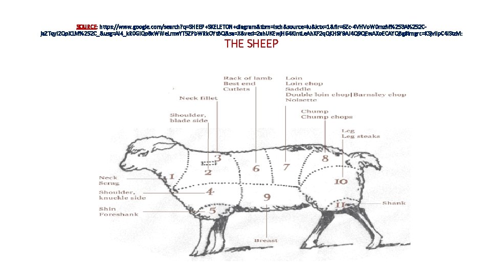 SOURCE: https: //www. google. com/search? q=SHEEP+SKELETON+diagram&tbm=isch&source=iu&ictx=1&fir=6 Zc-4 VHVo. W 0 mz. M%253 A%252 Cja.
