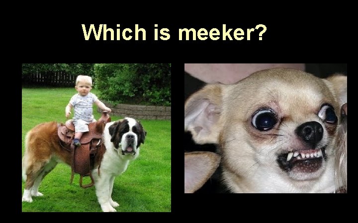 Which is meeker? 