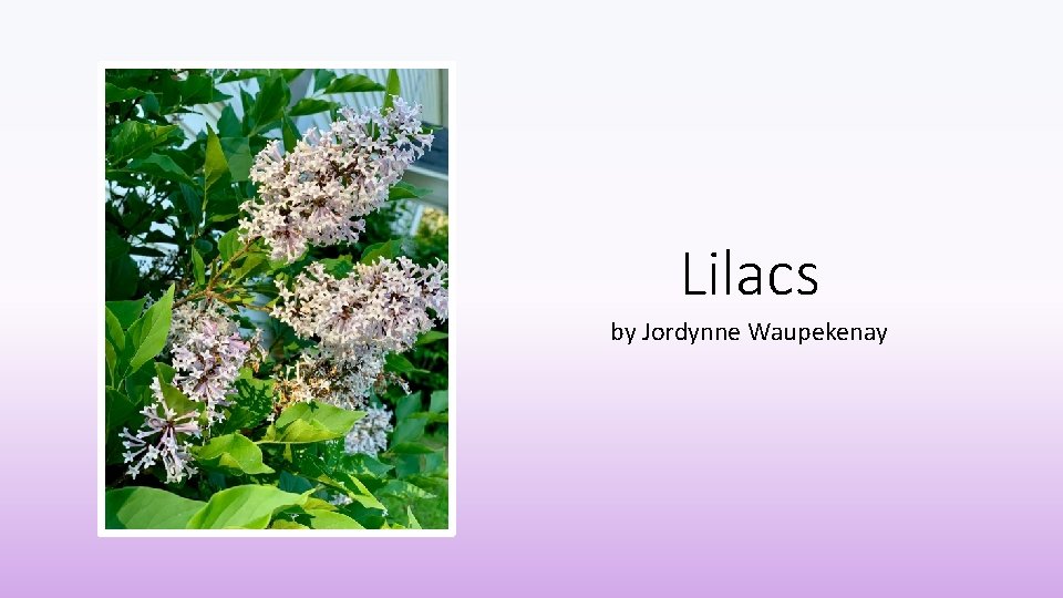 Lilacs by Jordynne Waupekenay 