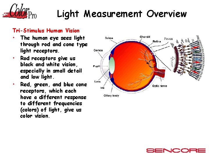Light Measurement Overview Tri-Stimulus Human Vision • The human eye sees light through rod