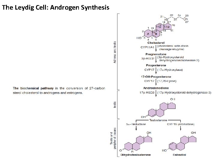The Leydig Cell: Androgen Synthesis 