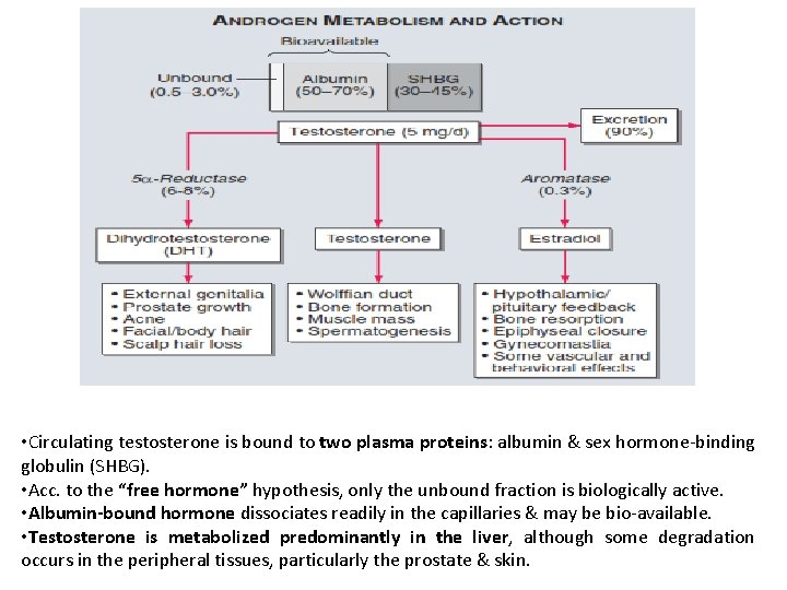  • Circulating testosterone is bound to two plasma proteins: albumin & sex hormone-binding