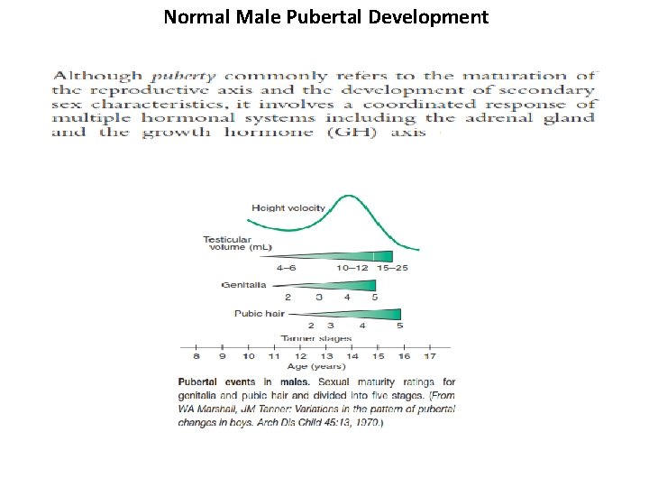 Normal Male Pubertal Development 