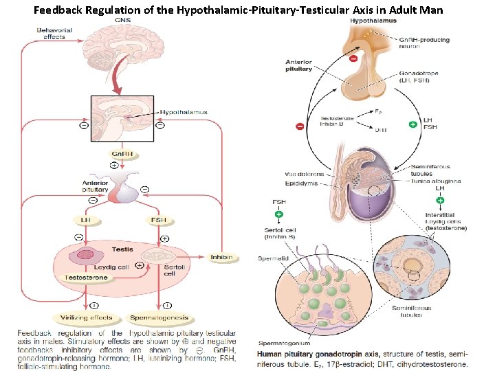 Feedback Regulation of the Hypothalamic-Pituitary-Testicular Axis in Adult Man 