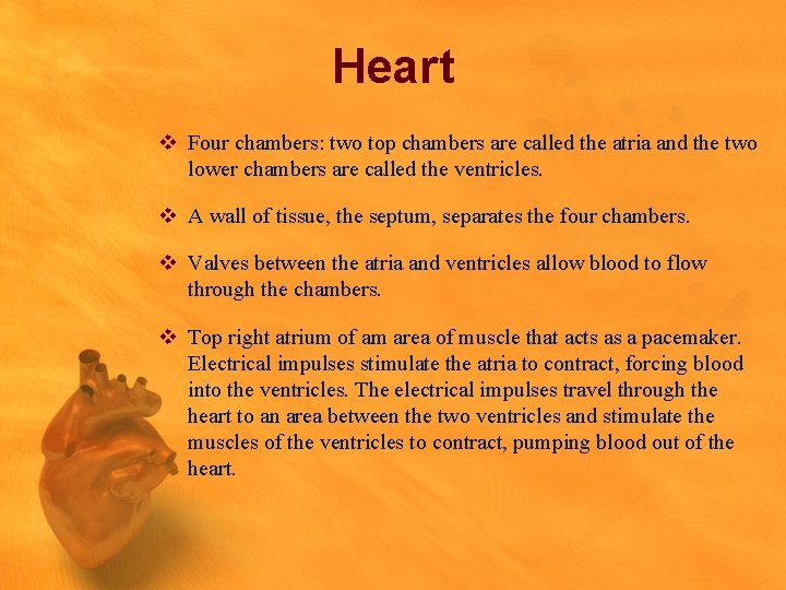 Heart v Four chambers: two top chambers are called the atria and the two