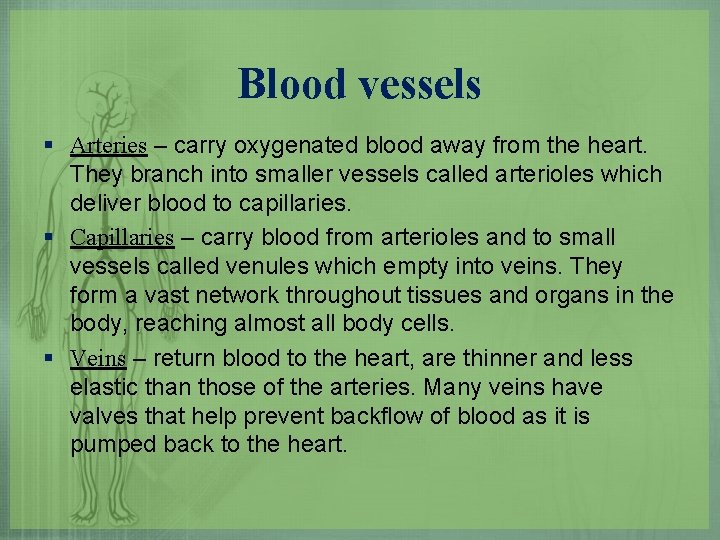 Blood vessels § Arteries – carry oxygenated blood away from the heart. They branch