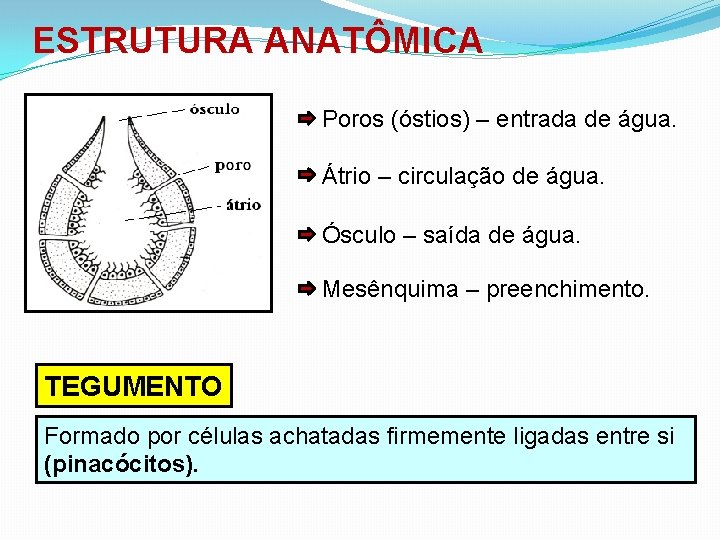 ESTRUTURA ANATÔMICA Poros (óstios) – entrada de água. Átrio – circulação de água. Ósculo