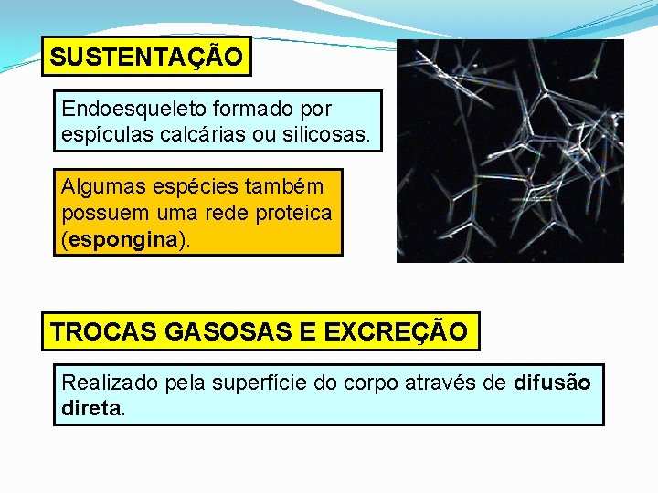 SUSTENTAÇÃO Endoesqueleto formado por espículas calcárias ou silicosas. Algumas espécies também possuem uma rede