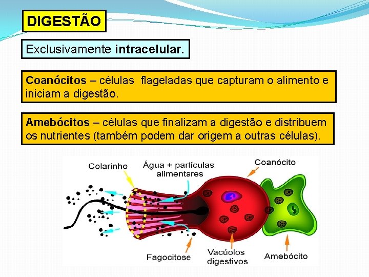 DIGESTÃO Exclusivamente intracelular. Coanócitos – células flageladas que capturam o alimento e iniciam a